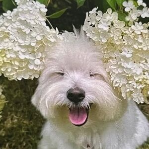 Make Me a Reasonable Offer!